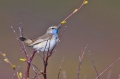 roodgesterde blauwborst 1